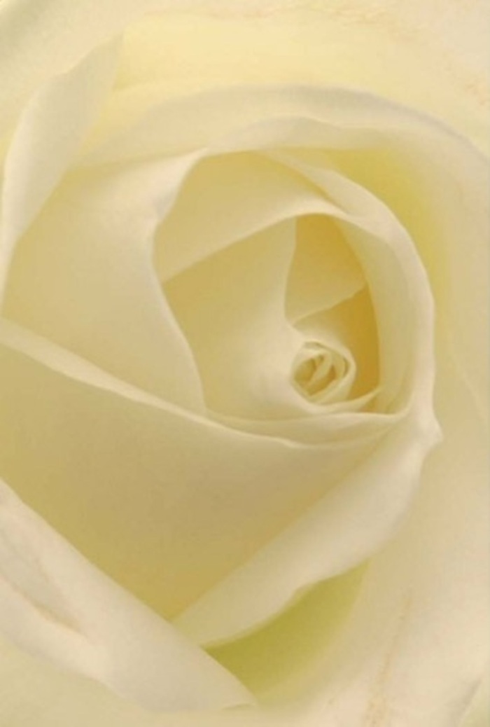 As if illuminated from within, this sumptuous white rose stands as the embodiment of tranquility and sophisticated beauty, reminiscent of floral arrangements found in South Kensington's most cherished enclaves. Close inspection reveals softly layered petals, each veiled in creamy whites and gentle creams that capture the natural light filtering through the large windows of a Brompton Road townhouse. Shadows flow delicately between each spiral, lending subtle depth and an ethereal quality that calls to mind a peaceful stroll through nearby garden squares. The bloom's core is strikingly pure and resilient, suggesting both innocence and unwavering strength-a sentiment appreciated at weddings, milestone events, or as a sincere apology. Approaching the rose, one might imagine a faint, clean fragrance mingling with the gentle morning air-a sensory detail local florists at Flowers South Kensington strive for in every bespoke bouquet. The artistry evident in the flower's flawless composition mirrors the high standards residents expect for special occasions, ensuring each offering is imbued with serenity, refinement, and honest emotion. This rose not only speaks to the memory of cherished moments but also promises hope and renewal, making it a fitting symbol for every heartfelt gesture delivered across the South Kensington community.